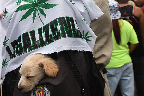 Marchan para pedir consumo legal de Marihuana 